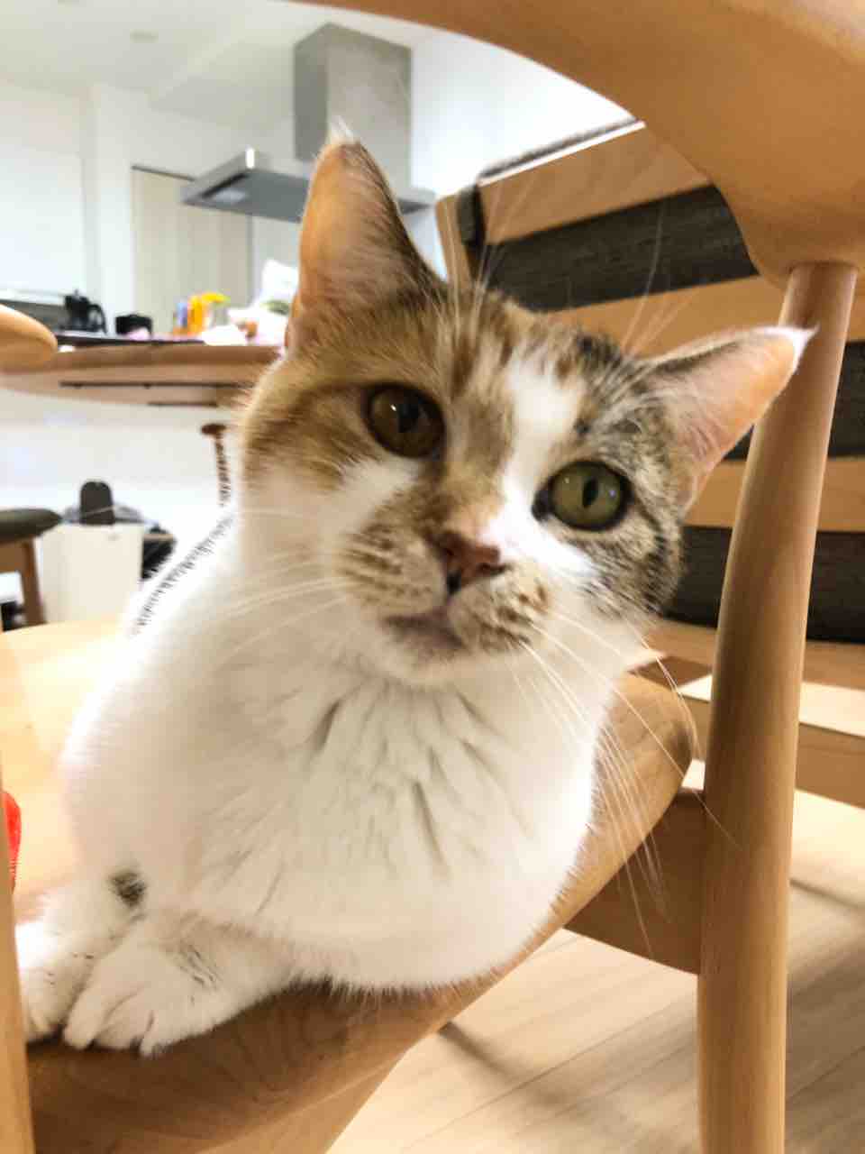 まーちゃん びっくりのなぞが解けた ヤギバカですけど