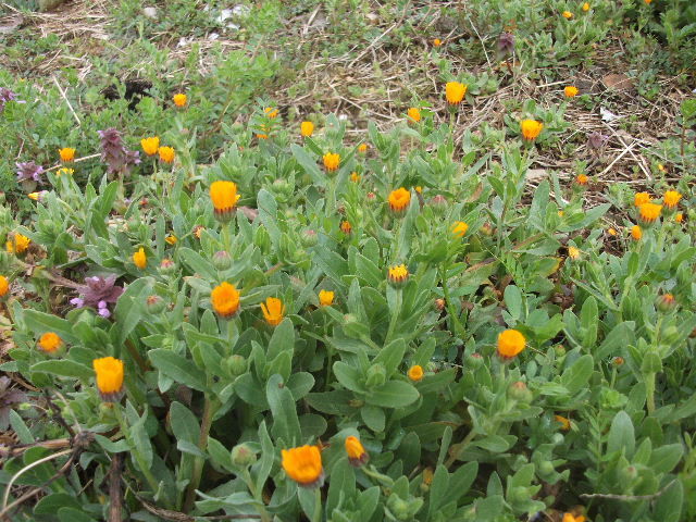 冬知らずの花 やぎ村掲示板