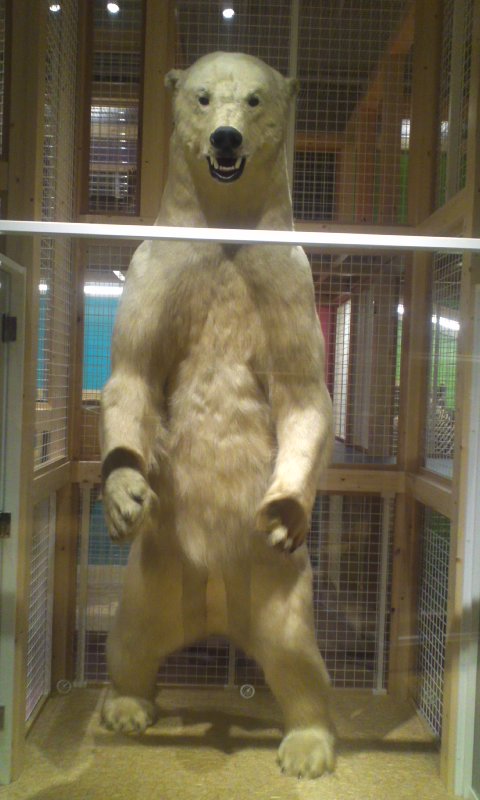 地上最強 ヤギヌマ日記