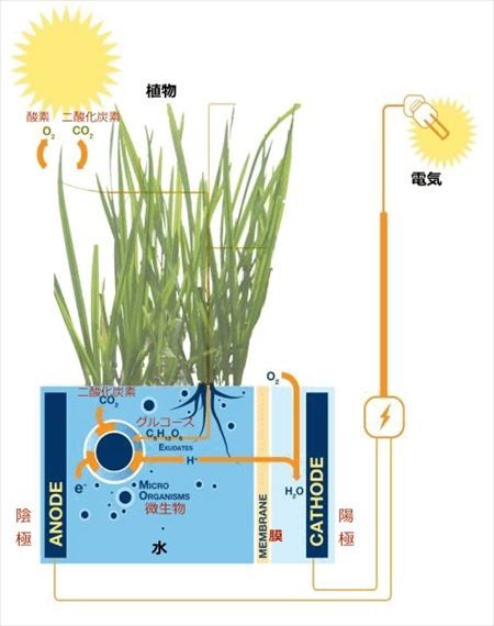 plant-e6_R