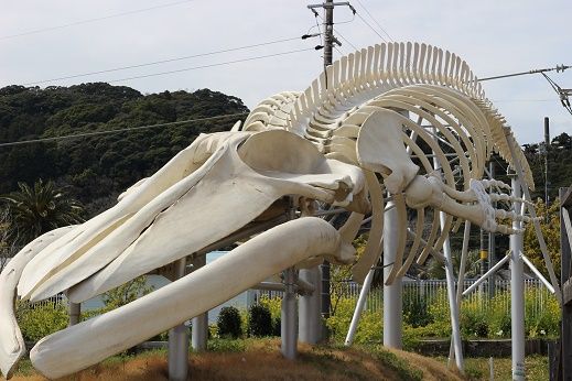 イメージ 10
