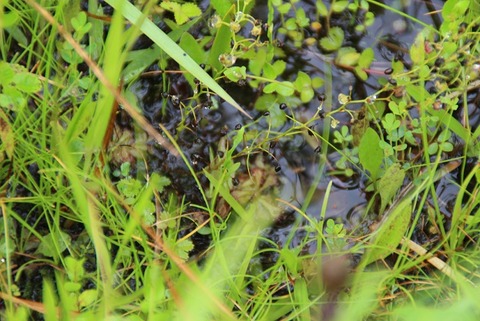 コモウセンゴケ