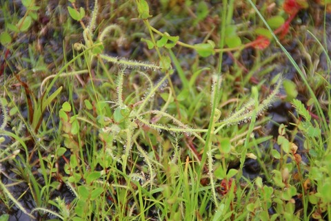 ナガバノシシモチソウ