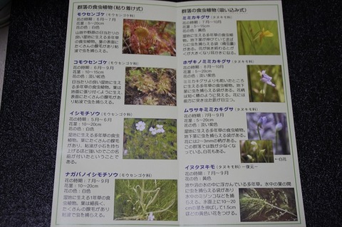 食虫植物ちらし