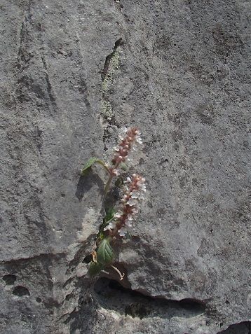 P4130782