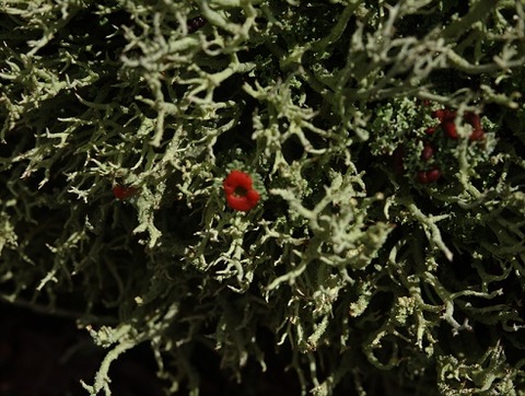 モンローリップ