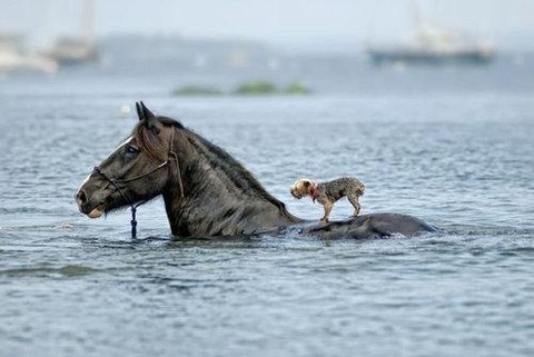 人も動物も仲良し (9)