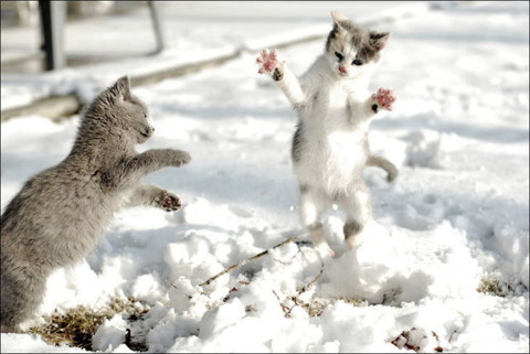 雪と遊ぶ猫4