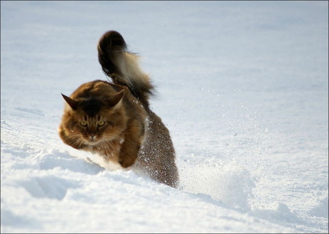 雪と遊ぶ猫11