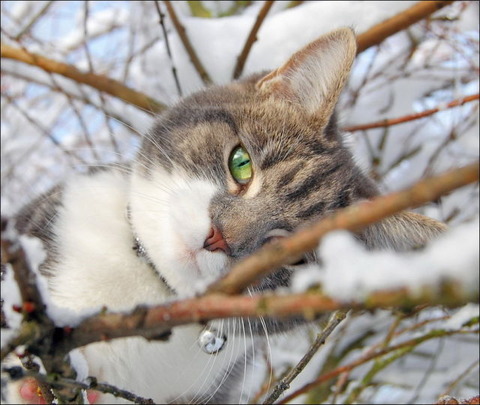 雪と遊ぶ猫5