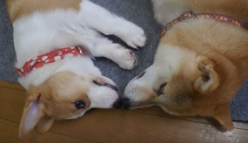 コーギー飼うか柴犬飼うか迷ってる