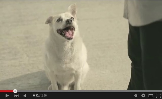 犬の恩返し3