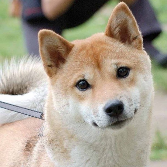 柴犬買おうとおもってるんだ