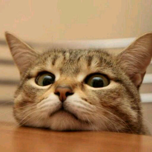 ねこ