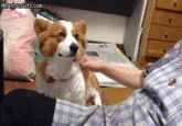 ぐうかわ
