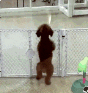 犬って毎日お出迎えしてくれてかわいいよな6