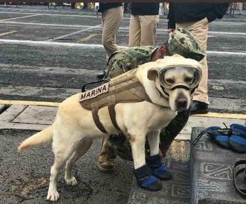 メキシコ地震で５０人以上の命を救った救助犬