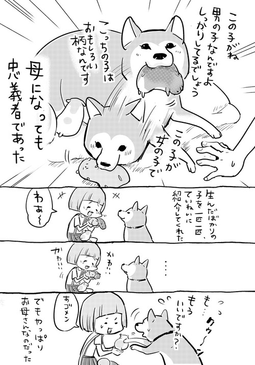 柴犬がこどもを産んだ時の話2