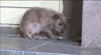 保護犬2