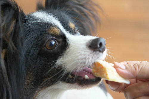 【栃木】犬用の餃子が発売されるwwwwww