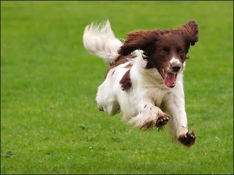 犬「散歩だァァァァァァァァァ