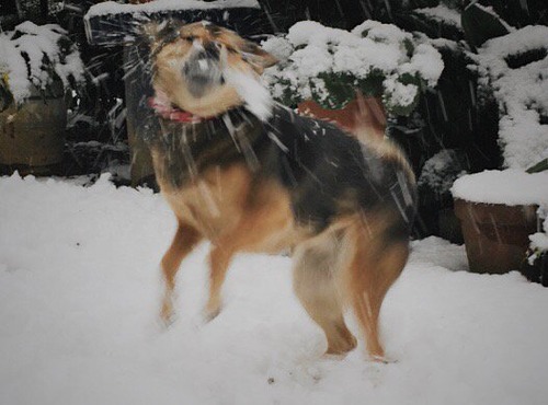 大雪にはしゃぐ犬、戸惑う犬