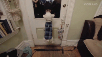 犬って毎日お出迎えしてくれてかわいいよな10