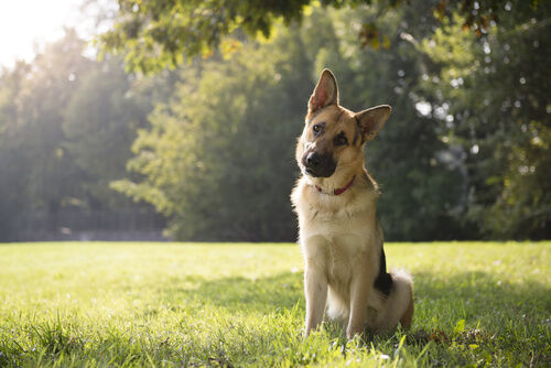 犬が首をかしげる仕草大好き部12