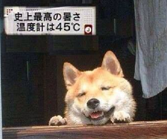 犬に冷えピタ貼るの効果あるの?