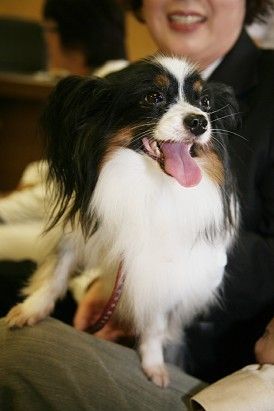 体重3キロ弱の小型犬パピヨン、嘱託警察犬に合格