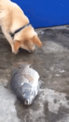 イッヌ「お魚さん助けなきゃ（使命感）」