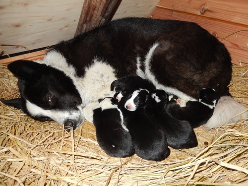 ベアドッグのタマ、子犬６頭を出産