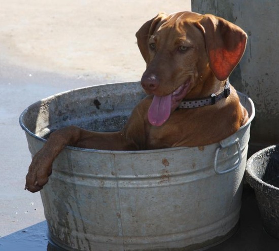 【急募】外犬を涼しくしてやる方法