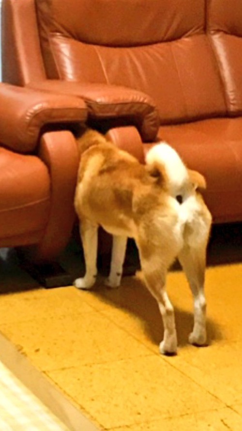 【悲報】柴犬、挟まる2