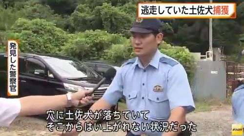 体長1mの土佐犬が逃走2