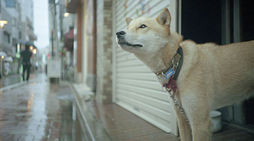 イッヌってなんで雨の日は元気なくなるんや