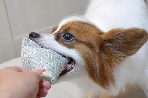 犬飼い経験ある人