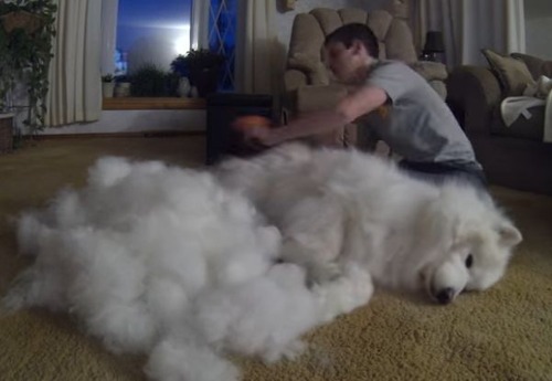 サモエド犬をブラッシングした結果wwwww3