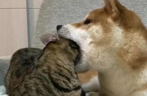 柴犬、猫を食べてしまう…