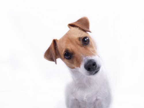 散歩中の犬「何でワイのご主人は・・・」