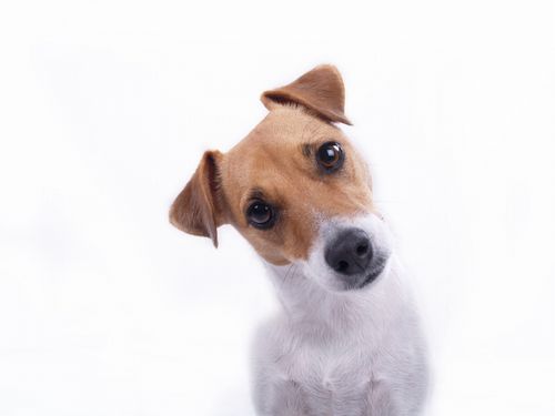 散歩中の犬｢何でワイのご主人は・・・｣