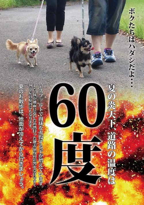 真夏の日中に犬の散歩をしている飼い主