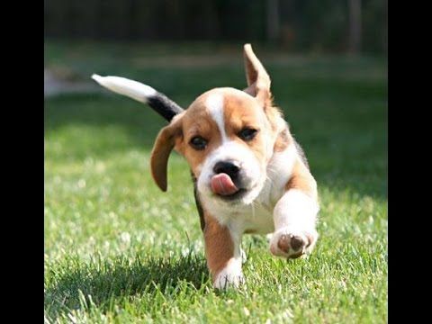 ビーグル犬って可愛いよね