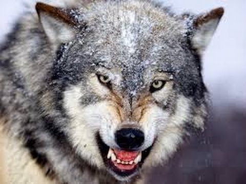 飼い犬の祖先、オオカミの1個体群から枝分かれか