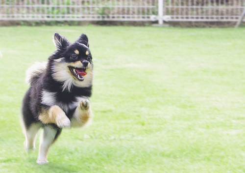 犬に詳しい方居たら来てください