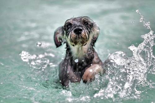 「泳ぐ犬」画像でも見て涼もう14