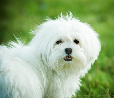 マルチーズとかいう犬界最強の犬