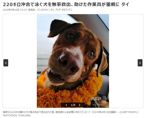 犬さん、沖合い220kmで泳いでいるところを保護される8