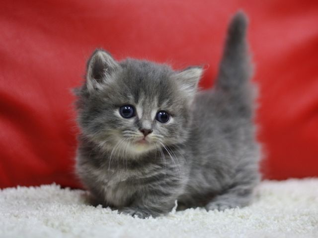 山 反応する 掃く 1 番 可愛い 猫 Massagebocaraton Net 山 反応する 掃く 1 番 可愛い 猫 Massagebocaraton Net