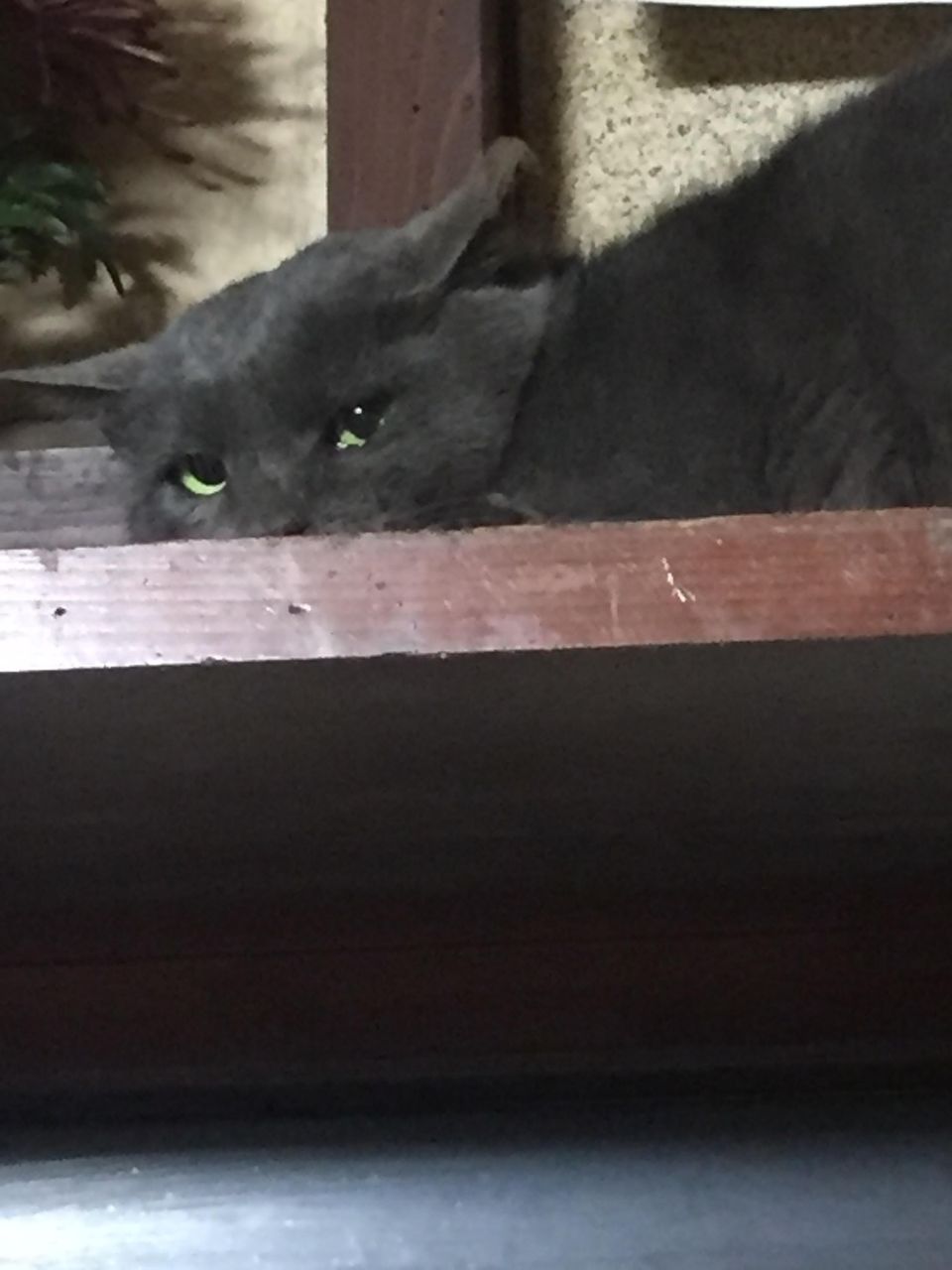 野良猫が家に侵入してきた W 猫目新聞